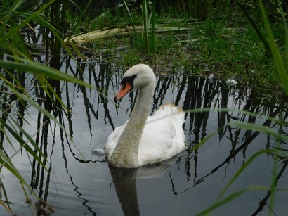 Thumbnail of Mute Swan